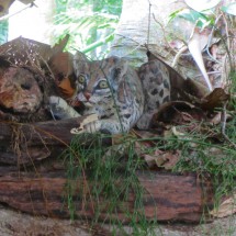 Replica of an Ocelot in the museum of the park